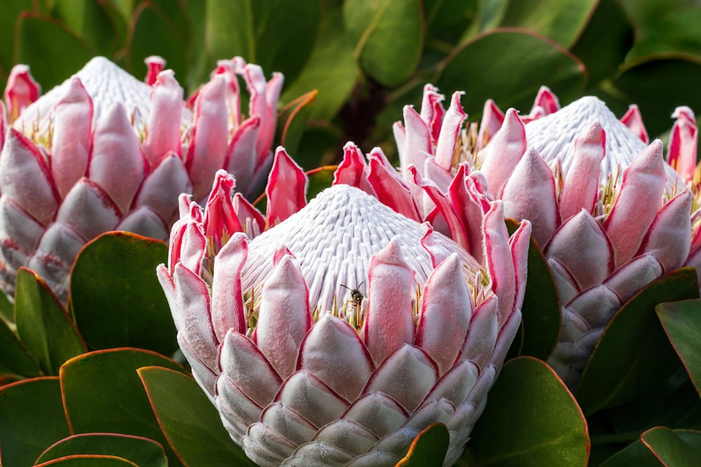 King proteas in flower