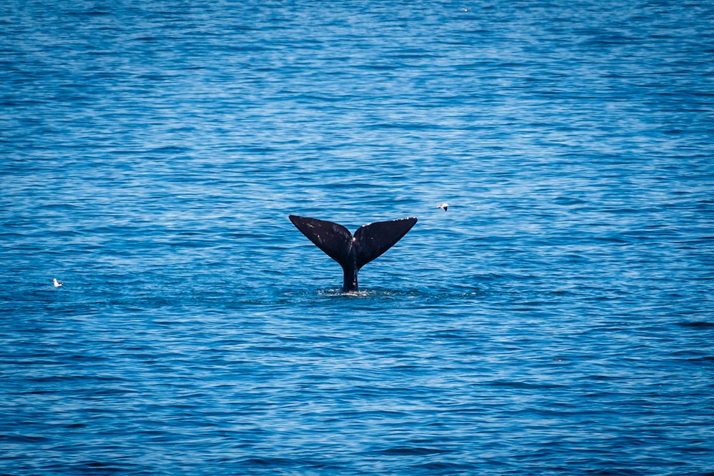A whale's tail above the water in Walker Bay